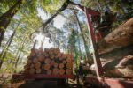 LULUCF: practical consequences for the forest-based sector