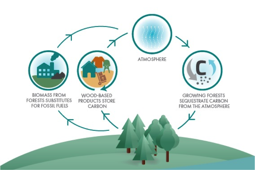 LULUCF: practical consequences for the forest-based sector (meeting proceedings available now)